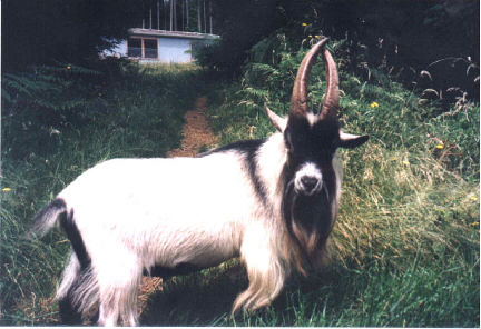 billy.jpg (35082 bytes)